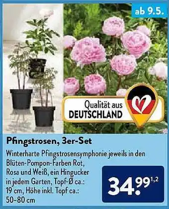 Aldi Nord Pfingstrosen 3er-set Angebot