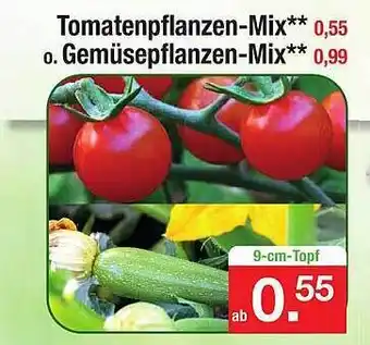 Zimmermann Tomatenpflanzen Mix, Gemüsepflanzen Mix Angebot