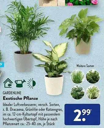 Aldi Süd Gardenline Exotische Pflanze Angebot