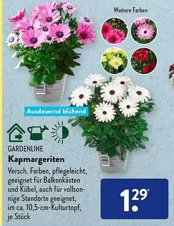 Aldi Süd Gardenline Kapmargeriten Angebot