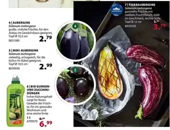 Dehner Aubergine, Mini-aubergine, Bio Gurken Und Zucchini Dünger Angebot