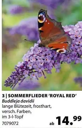 Dehner Sommerflieder 'royal Red' Angebot