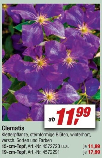 toom Baumarkt Clematis Angebot