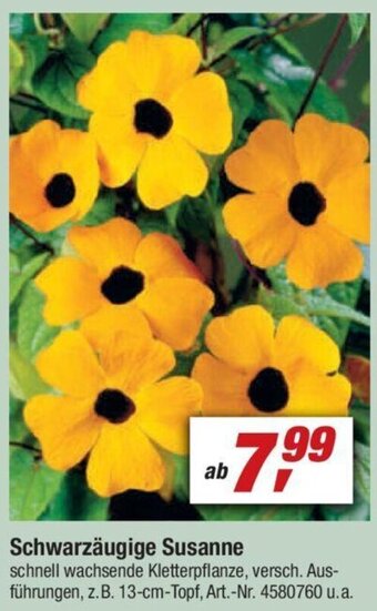 toom Baumarkt Schwarzäugige Susanne Angebot