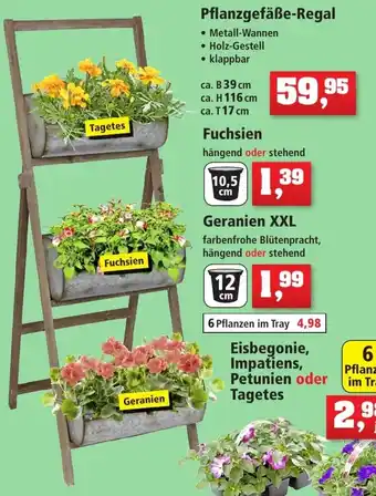 Thomas Philipps Pflanzgefäße Regal Angebot