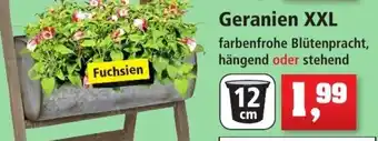 Thomas Philipps Geranien XXL Angebot