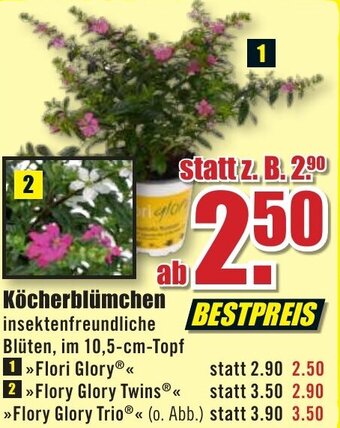B1 Discount Baumarkt Köcherblümchen Angebot