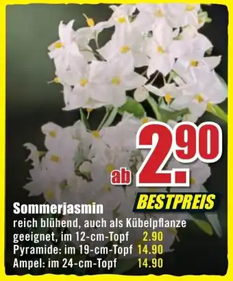 B1 Discount Baumarkt Sommerjasmin Angebot