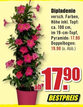B1 Discount Baumarkt Dipladenie Angebot