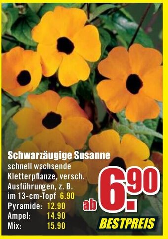 B1 Discount Baumarkt Schwarzäugige Susanne Angebot