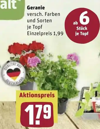 REWE Geranie Angebot