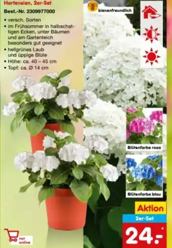 Netto Marken-Discount Hortensien, 2er Set Angebot