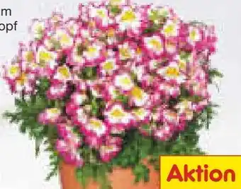 Netto Marken-Discount Bauernorchidee Angebot