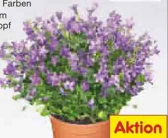 Netto Marken-Discount Glockenblume Angebot