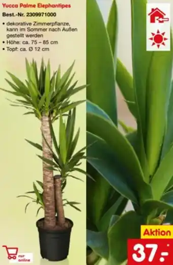 Netto Marken-Discount Yucca Palme Elephantipes Angebot