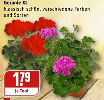 REWE Geranie XL Angebot