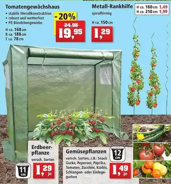 Thomas Philipps Tomatengewächshaus Oder Metall-rankhilfe Oder Gemüsepflanzen Angebot