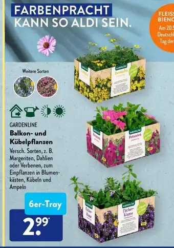 Aldi Süd Gardenline Balkon- u. Kubelpflanzen 6st Angebot