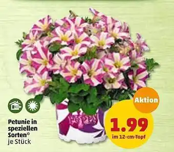 PENNY Petunie In Speziellen Sorten Angebot