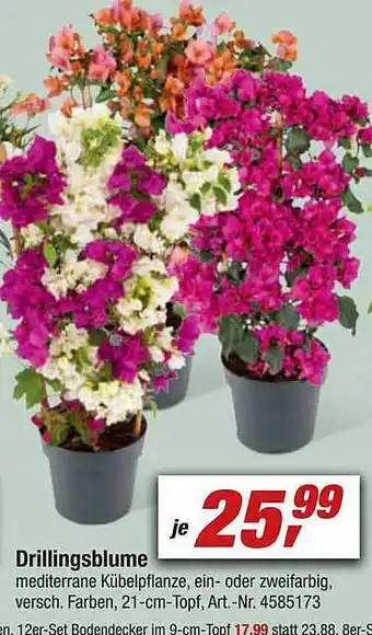 toom Baumarkt Drillingsblume Angebot