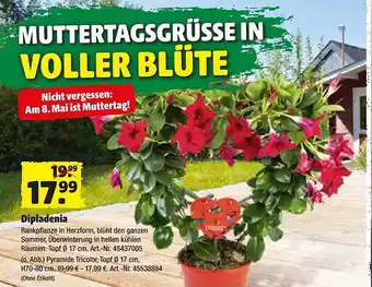 Hagebau Dipladenia Angebot