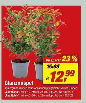 toom Baumarkt Glanzmispel Angebot