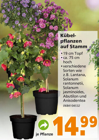 Globus Baumarkt Kübelpflanzen auf Stamm Angebot