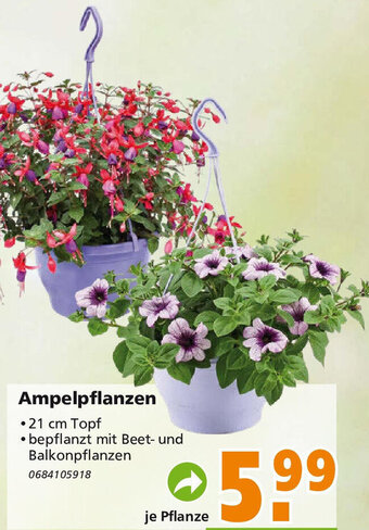 Globus Baumarkt Ampelpflanzen Angebot