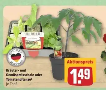 REWE Center Krauter- u. Gemusemixschale o. Tomatenpflanze Angebot