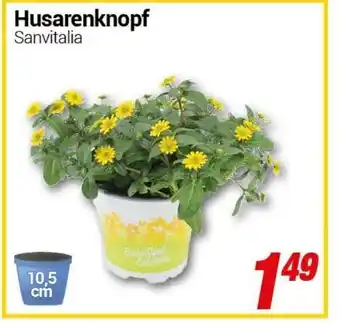 CENTERSHOP Husarenknopf Angebot