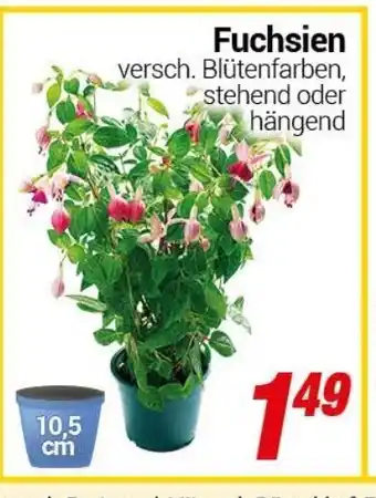 CENTERSHOP Fuchsien Angebot