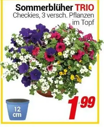 CENTERSHOP Sommerblüher Trio Angebot