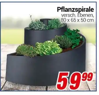 CENTERSHOP Pflanzspirale Angebot