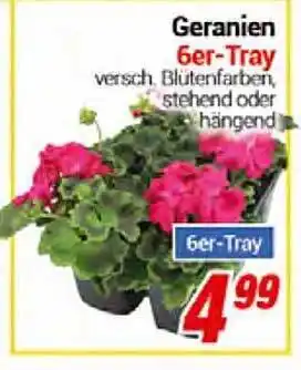 CENTERSHOP Geranien 6er-tray Angebot