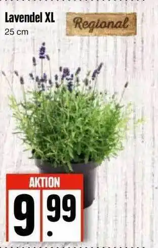 Edeka Lavendel XL Angebot