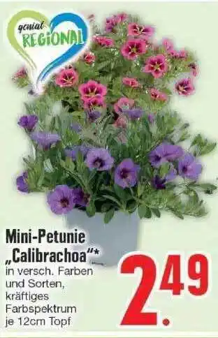 Edeka Mini-petunie „calibrachoa“ Angebot