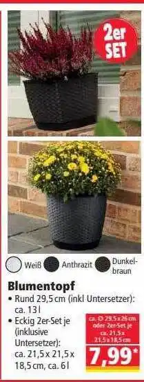 Norma Blumentopf Angebot