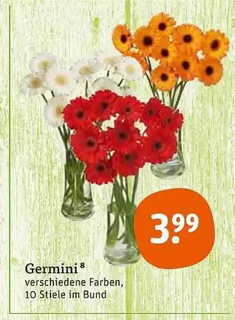 tegut Germini Angebot