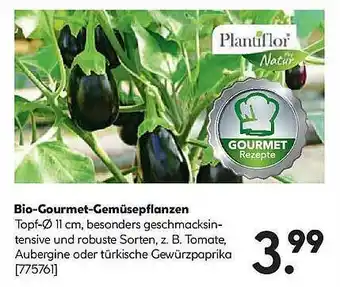 Hellweg Bio-gourmet-gemüsepflanzen Plantiflor Angebot