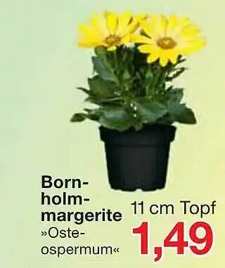 Jawoll Born-holm-margerite »oste-ospermum« Angebot