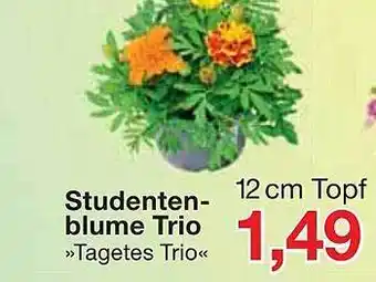 Jawoll Studenten-blume Trio »tagetes Trio« Angebot