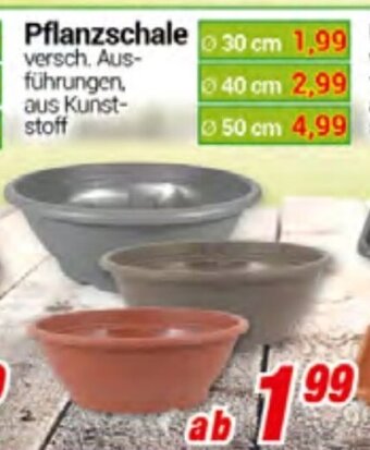 CENTERSHOP Pflanzschale Angebot