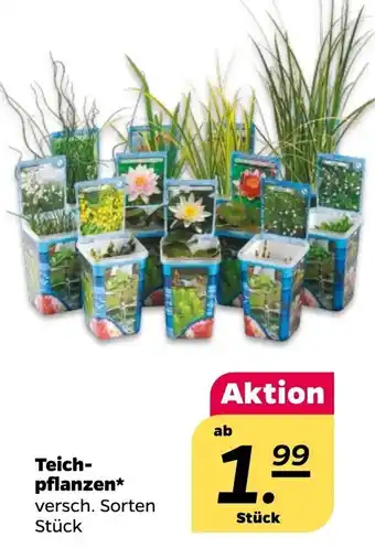 NETTO Teichpflanzen Angebot