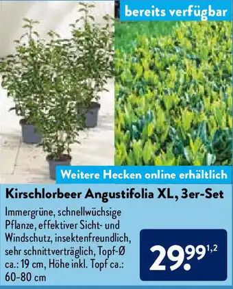 Aldi Nord Kirschlorbeer Angustifolia XL, 3er Set Angebot