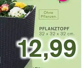 KODi Pflanztopf Angebot