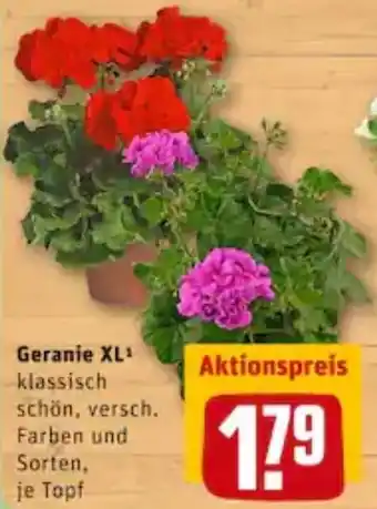 REWE City Geranie XL Angebot