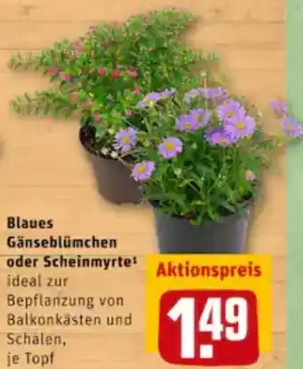 REWE City Blaues Gänseblümchen oder Scheinmyrte Angebot