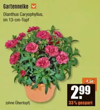 V Baumarkt Gartennelke Angebot