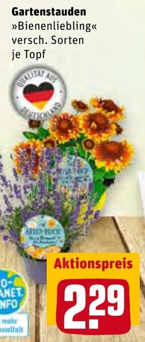 REWE Gartenstauden Angebot