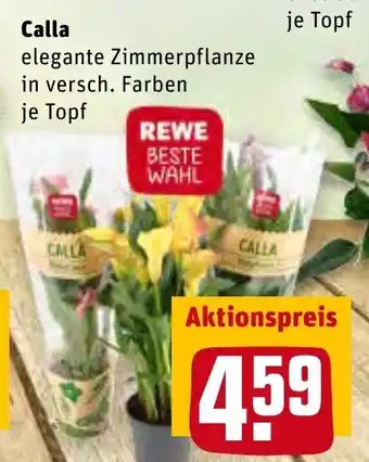 REWE Calla Angebot